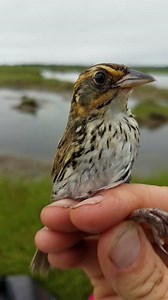 To learn more about their biology and behaviors, we sometimes band birds, like the at-risk Saltmarsh Sparrow, a bird only found in salt marshes along the Atlantic Coast. This female Saltmarsh Sparrow was captured by Refuge staff as part of our nearly 20 year effort to tracking their populations across Refuge salt marshes. This was our first encounter with this female saltmarsh sparrow so we gave her a numbered bracelet (metal band) we can track her over time. Using this information, we know that