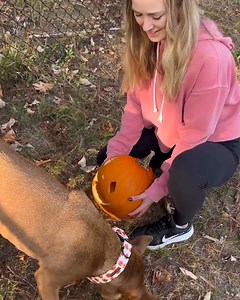 99K views · 5K reactions | Dad added a little sumfin' to the end of "rollback.”  #tatumtalks #dogsofinstagram #cuteanimals #funnyanimals #funnyanimalmemes | Tatum Talks | Facebook