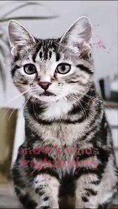 Watch your dog or cat sing and dance to your favorite pop songs. | Pet Parade