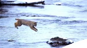 The long jump of a Bobcat… via Science Communication & Visualisation - somersault18:24 Video: https://goo.gl/ZjiWdq Source: BBC Planet Earth | Purrtacular