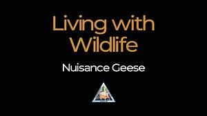 5.8K views · 91 reactions | LIVING WITH WILDLIFE: Nuisance Geese -- Watch this video to learn inexpensive and often effective ways to prevent issues with nuisance geese. For more info: https://mdc.mo.gov/wildlife/nuisance-problem-species/canada-goose-control And to find a local nuisance wildlife control operator: https://mdc.mo.gov/wildlife/nuisance-problem-species/nuisance-wildlife-control-operator-lookup | Missouri Dept. of Conservation | Facebook