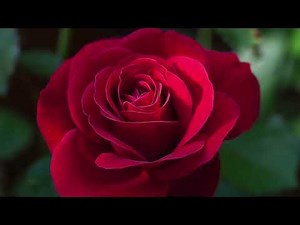 The rose. Altos