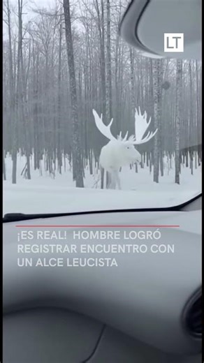 ¡Es real! Hombre logró registrar encuentro con un alce leucista
