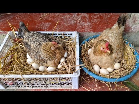 Expert Chicken Breeder Reveals Top Tips for Hatching Chicks at Home