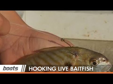 How to Fish: How to Hook Live Baitfish