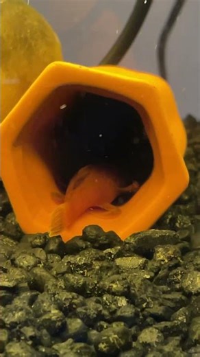 The most common view Bristlenose or Pleco keepers get to see. #pleco #bristlenose