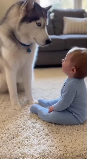 158K views · 6.8K reactions | “This Big Husky Has a Tiny Howling Partner”.. #baby #dog #dogsofinstagram #dogs #doglover #dogs | BabyMoments | Facebook
