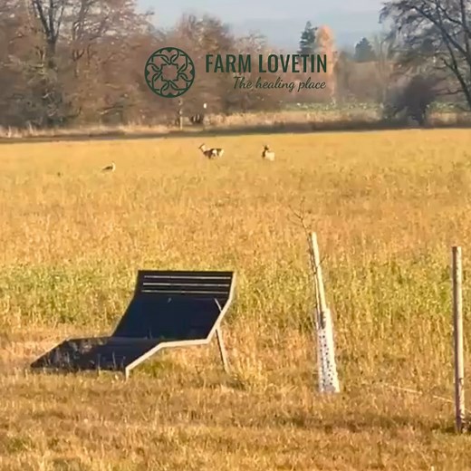 4.6K views · 145 reactions | Ranní meeting na louce, u nás na Farm Lovětín 殺 Naše obyčejně neobyčejná rána. #FarmLovetin #ZazijLovetin #LovetinEnergy #RánovLovětíně | Farm Lovetin | Facebook