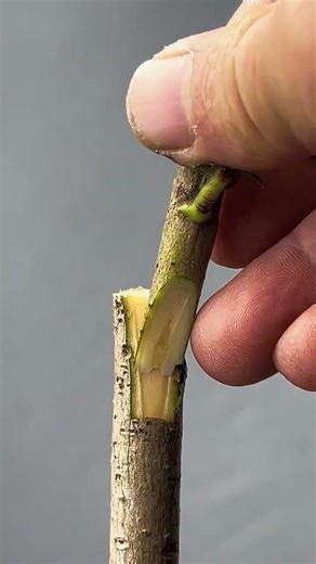 #Fruit tree grafting methods shared; experience the joy of grafting and reap the rewards.