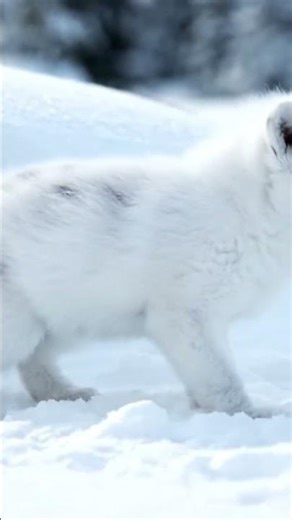 Arctic Fox in a Winter Wonderland