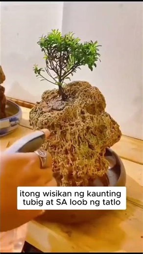 🌿 Grows in Just 3 Days! The Easiest Way to Grow Moss at Home Ever! Discount 60%