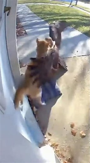 CCTV footage shows a hawk attacking a cat on the porch!