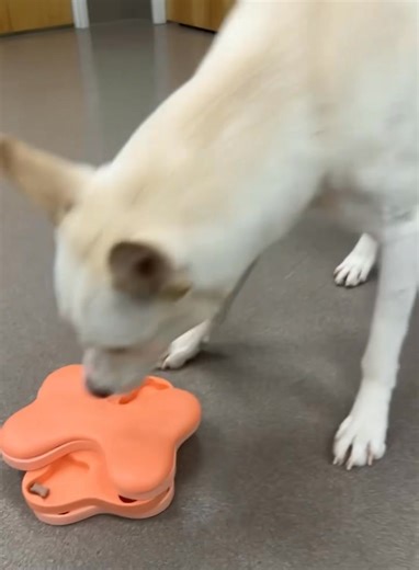 Hazy had brief interest in one of the snuffle mats and puzzles today❣️ 🐾This afternoon was all about engaging them and offering mental stimulation since it was too cold to go out and play. Even Hazy, who does kinda love the snow❄️, did his business REAL fast and came right back in for some treat games https://service.sheltermanager.com/asmservice?account=zh1519&method=online_form_html&formid=23 | LaPorte County Animal Control & The Jane Bernard Animal Adoption Center
