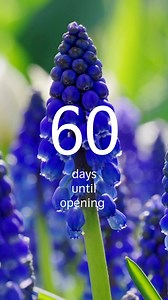 60 days until Keukenhof opens its doors.🌷 | Visit Keukenhof
