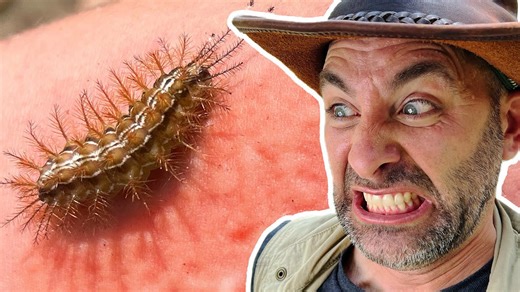 Coyote Peterson vs. the Giant Silk Caterpillar