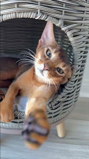 Daisy & Chanel, my yang Abyssinian females ❤️❤️ #abyssiniancats #cat #catlovers #cute #funnycats