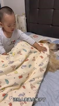 孩子给狗狗盖被子睡觉 他的世界里被狗狗填满啦#抖音萌宠嘉年华 #萌宠出道计划 #万物可爱计划 #温馨互动记 #宠物与萌娃