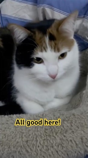 The perfect paw tuck! 🥹🐈‍⬛