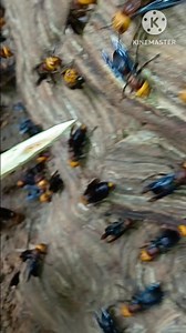 337K views · 9.2K reactions | Hnub no mu pub daiv ua keg ib choom phooj ywg #Leej twg xav kawm yug daiv hu tau nawb 02097939680 | Vaj Hloog Daiv | Facebook