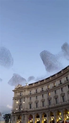 Secrets Of Murmuration Exploring the Beauty and Complexity of Murmuration: How Thousands of Birds Create Mesmerizing Shapes in the Sky #fyp #birds #murmuration #educational #flock #viral Music: Interstellar Main Theme - Hans Zimmer