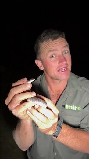 A garter snake is a venomous and easily identifiable, please don’t handle snakes you may find! 🐍🌍