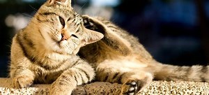 How to Eliminate that Cat Poop Smell | DoItYourself.com