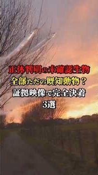 正体判明の未確認生物全部ただの既知動物？証拠映像で完全決着3選