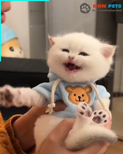 137K views · 9.1K reactions | Adorable little cotton ball | Don Pets | Facebook
