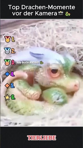 Top Drachen Momente vor der Kamera.
