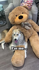 27K views · 2.1K reactions | Tyson and Ted, a love for the ages. #goberian #dog #dogsoffacebook #goldenretriever #siberianhusky #cutedogs #funnyreel | The Half Husky Bros | Facebook