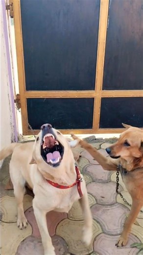 Labrador barking 😡🤫🐕#viral reels #barking sound