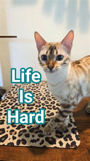 She can't get her words straight.