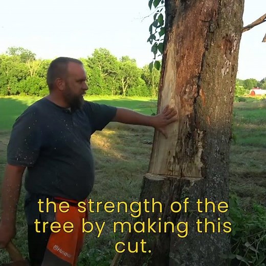 An Interesting Way to Cut Down a Hollow Tree #treefelling
