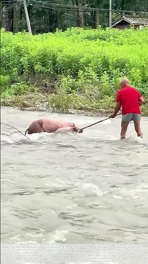 Prodding the Pig: How a Stick Meets a Stubborn Bath in the River