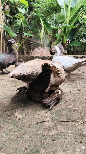 seduction process 😘😘🦆 | Afrim