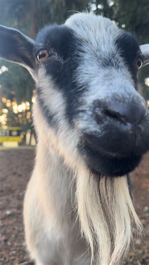 37 reactions · 5 comments | Here’s your virtual animal therapy!  #animaltherapy #goattherapy | No Regrets Farm Sanctuary | Facebook