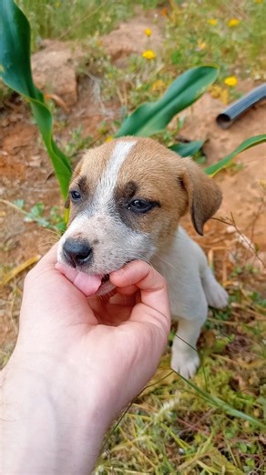 The puppy knows the password 😘😘😘😘 #puppy #doglife #dog
