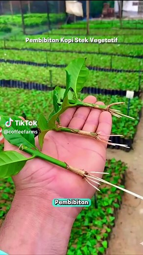 Propagation Techniques for Coffee Seedlings