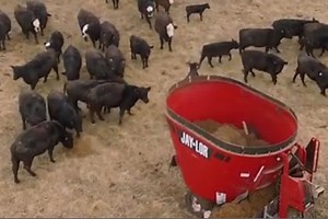 Economic Benefits of TMR in Cow-Calf Production | Jaylor