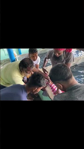 Learning the Basics of Fish Semen Collection