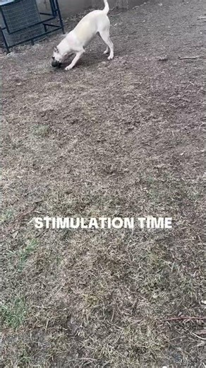 All Dogs Need They Stimulation Time It Helps Avoid Distruction #dogproblems #realdog #subscribe