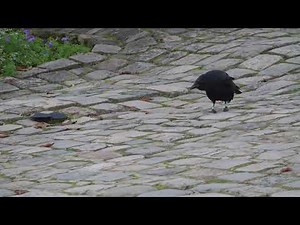 Crow funeral (... for a napkin)