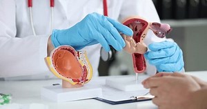 The doctor shows the anatomical model of the uterus, close-up. Obstetrician consultation, ectopic pregnancy