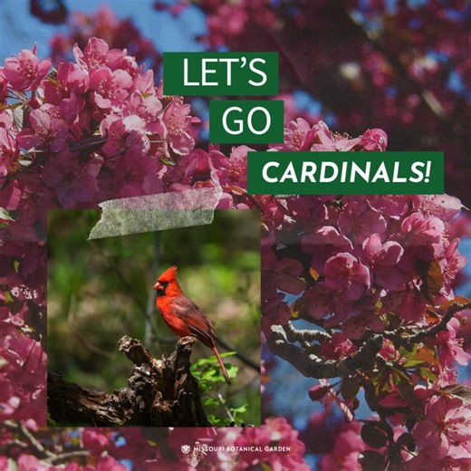7.4K views · 93 reactions | Sending a happy #OpeningDay to the St. Louis Cardinals and wishing them an awesome season ahead! #LetsGoCards   Matilda Adams, Tom Incrocci #MOBOTGarden #STLCardinals | Missouri Botanical Garden | Facebook