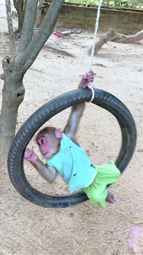 Little monkey playing on tire swing so happy #monkey #cute #animals