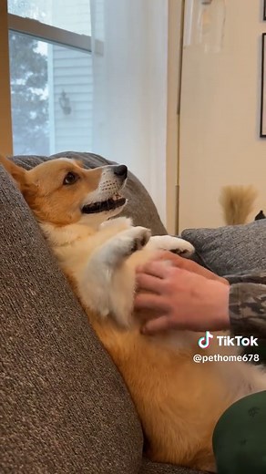 Corgi Antics: Cute & Funny Home Videos