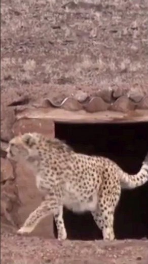 New sighting of asiatic cheetah in Iran 🇮🇷