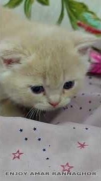 3 Weeks Old Cute Kitten 1 #kittens #cutekitten #kitten