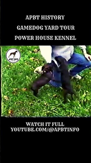 APBT YARD TOUR | Young Game Dogs At Power House Kennel | APBT HISTORY