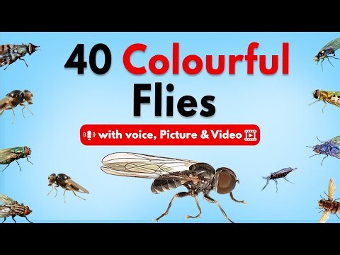 40 Amazing Fly Species 🪰 | Learn Different Types of Flies in English with Voice, Pictures & Video